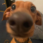 shinnysz's Avatar'