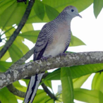 Dovebird's Avatar'