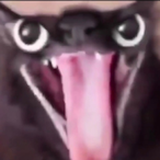LAUGHINGPANDAH1's Avatar'
