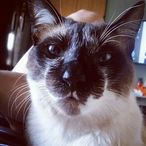 TETONIC0's Avatar'