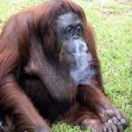 Hi-COrange's Avatar'