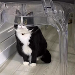 LucidTepes's Avatar'