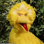 BirdStock's Avatar'