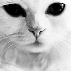 kiciaqwerty's Avatar'