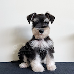 Schnauzer_88.'s Avatar'