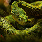 TheLucky1x's Avatar'