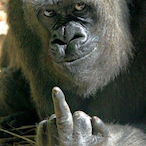 synix.golira's Avatar'