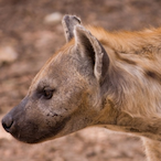 ImJustAHyena's Avatar'