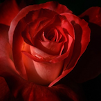 blood.red.roses's Avatar'