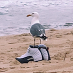 DripSeagull's Avatar'