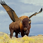 Buffallowings's Avatar'