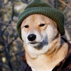 Lil-Shnookums's Avatar'
