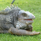 SaltyLeguan's Avatar'