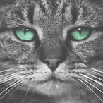 BeemoLly's Avatar'