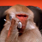 Monke.Business's Avatar'