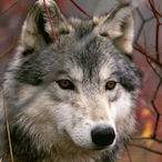 taurus_silver13's Avatar'