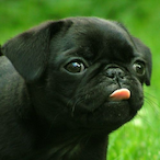 BroadBunny20855's Avatar'