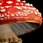 ShroomBomba's Avatar