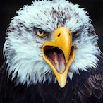 Eagle-._'s Avatar'