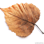 SunDriedLeaf's Avatar'