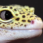 EchoDuhGecko's Avatar'