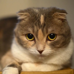 AkazjaOnPerkzz's Avatar'