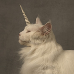 Uni_Unicorn.-'s Avatar'