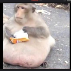 MistrEjakulace's Avatar'