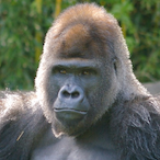 Joel_Bokai's Avatar'