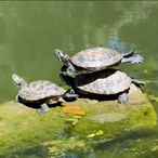 Scary.Turtle's Avatar'