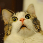 Dammiansk8's Avatar'