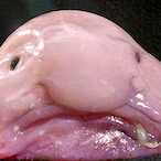 RealBlobfish's Avatar'