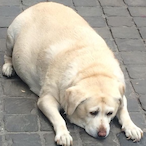 BrenDeDikkeHond's Avatar'
