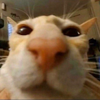 DanqueTV_'s Avatar'