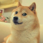 Dogolover52's Avatar'