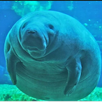 Manatee-King's Avatar'