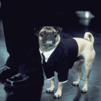 Agente Pug's Avatar'
