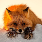 Lisk0LikeACrazy's Avatar'