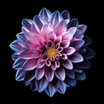 MerCotics's Avatar'