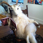 Goat_.'s Avatar'