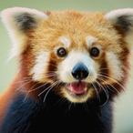 kakaowy__raptor's Avatar'