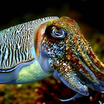 GothManTay's Avatar'