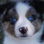 ShadowDog15's Avatar'