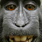 Tilted.Ape's Avatar'