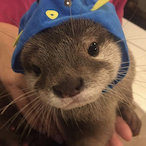 kiwi_zZzZ's Avatar'