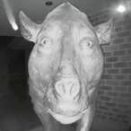 tioxc's Avatar'