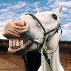Horse_12's Avatar'