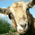 sincazo.gz's Avatar'