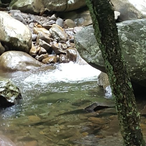 lamcquillin's Avatar'