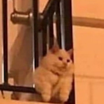 Coeuhls's Avatar'